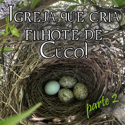 Igreja que cria filhote de Cuco! (parte 2)